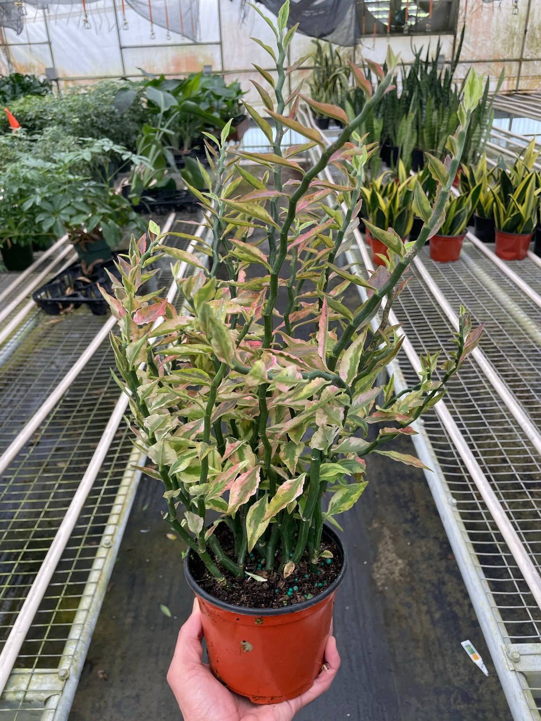 Euphorbia Variegated Devil’s Backbone - 6" pot