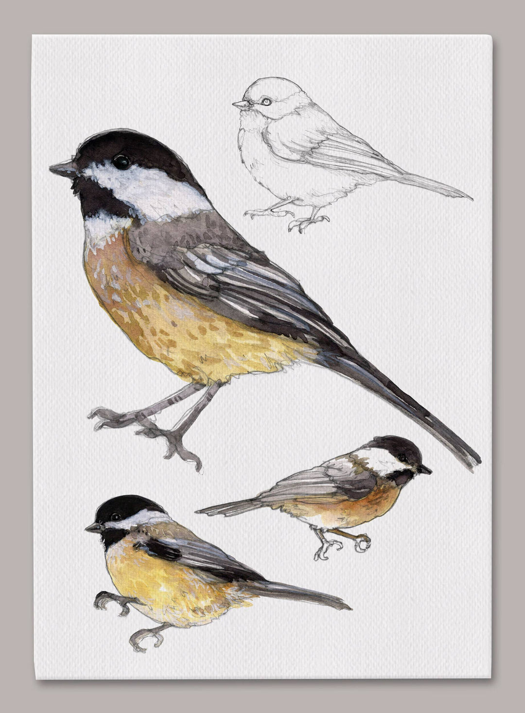 Carolina Chickadee 5x7 Canvas