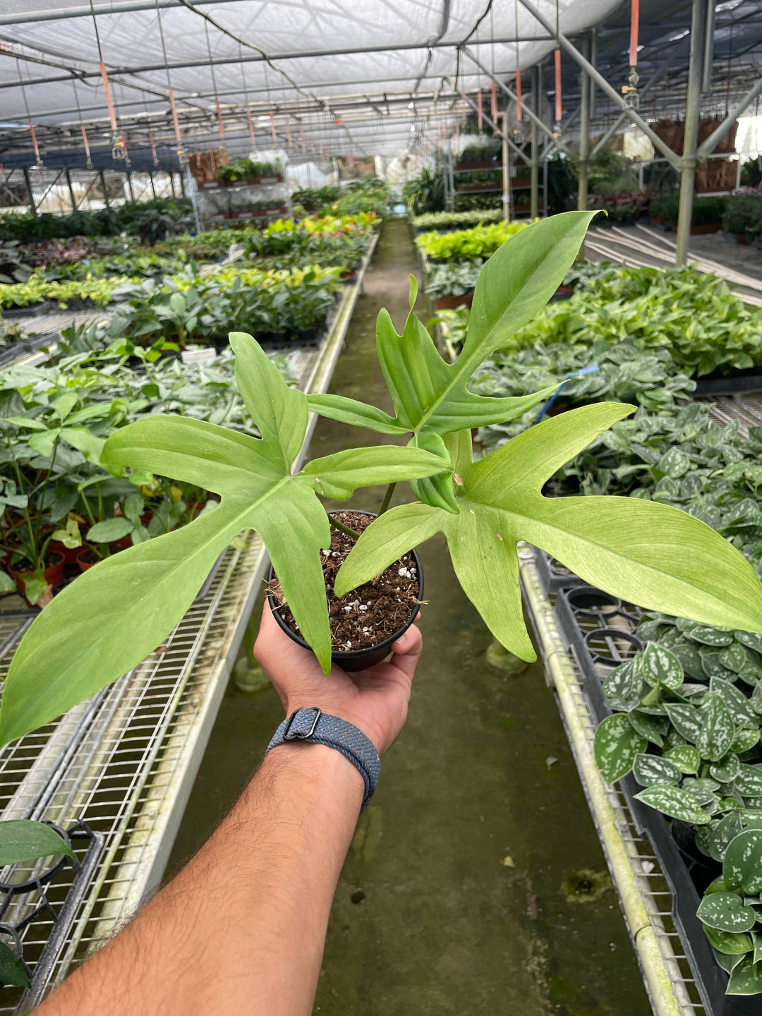 Philodendron 'Florida Ghost'- 4" Pot