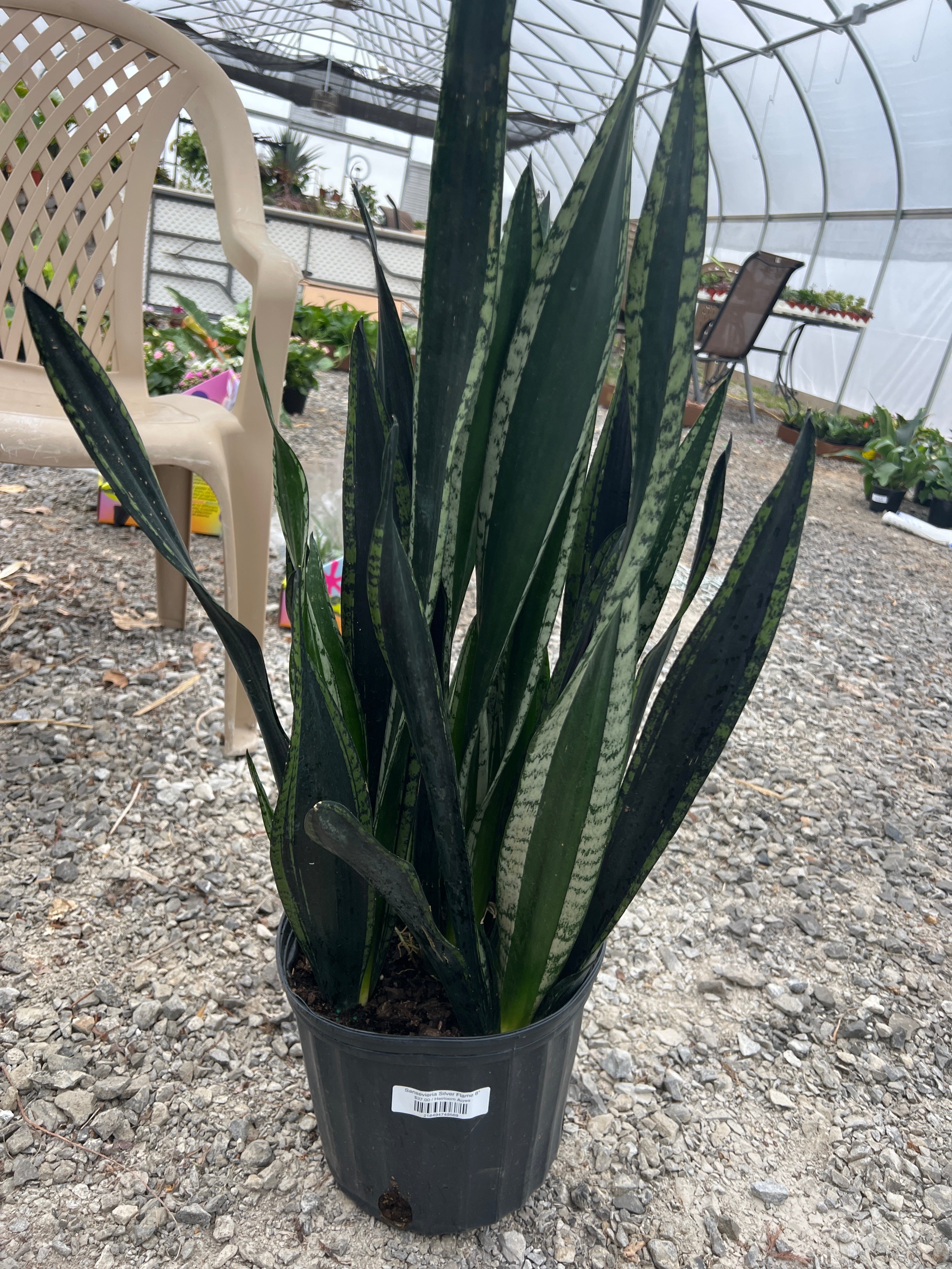 Sansevieria Silver Flame 8