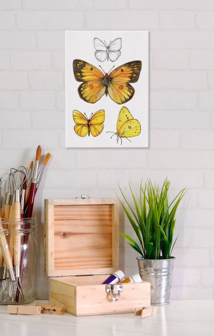 Orange Sulphur Butterfly 5x7 Canvas