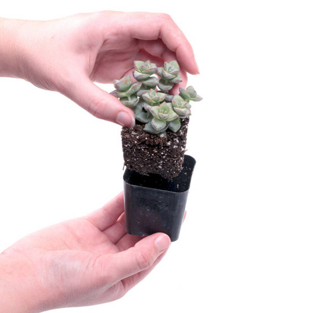 Succulent 2”
