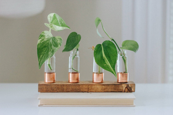 Copper Vase | Propagation Station | Pick your size