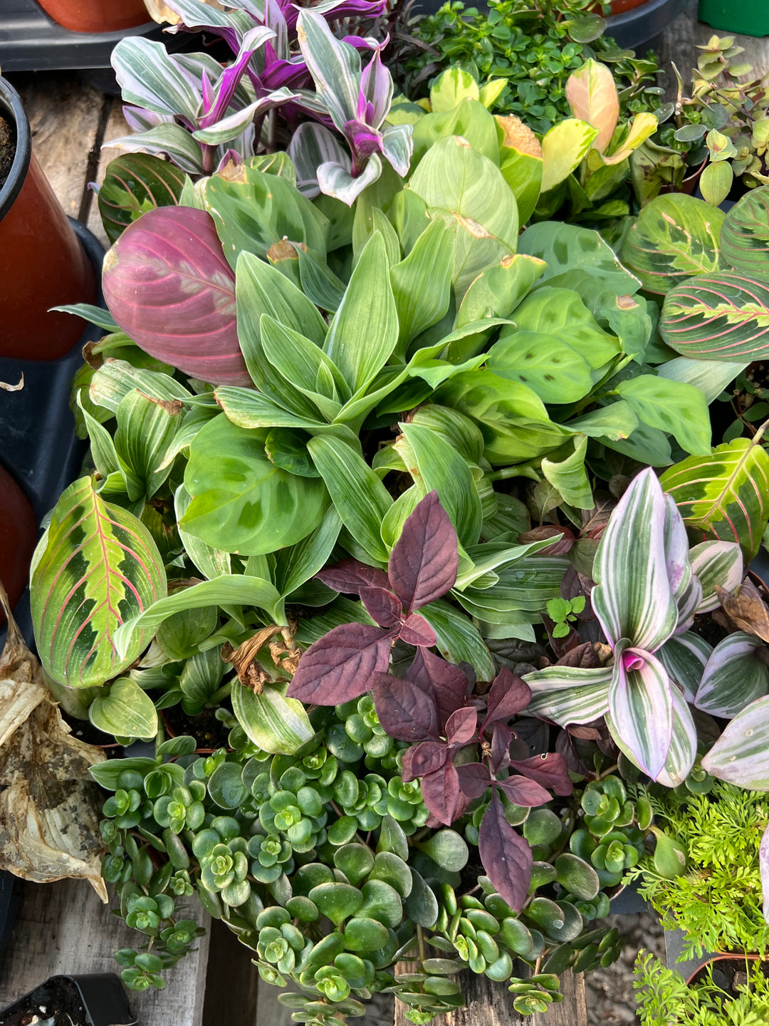 Assorted Tropical Foliage