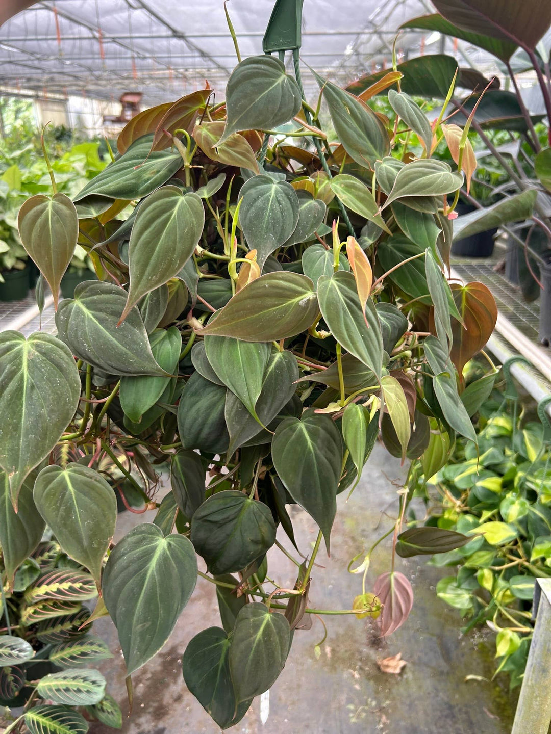 Philodendron 'Velvet' - 8" Pot
