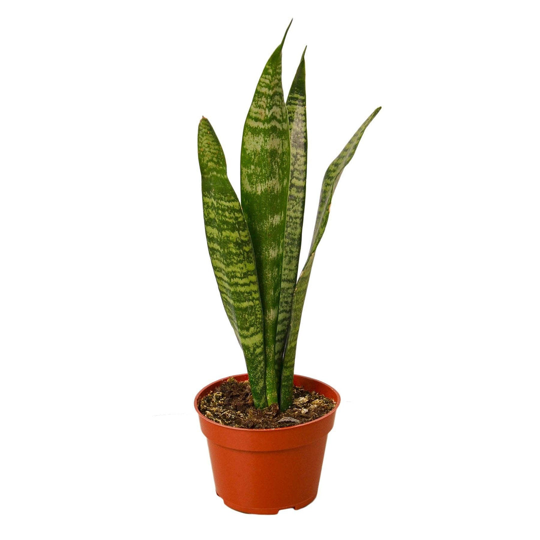 SNAKE PLANT ZEYLANICA 3-inch