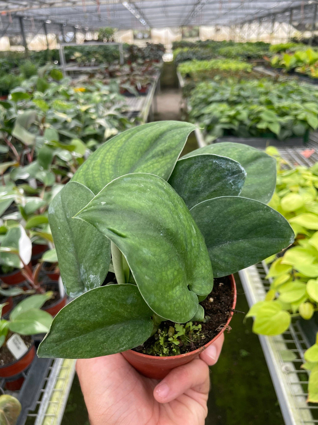 Pothos Jade Satin - 6"pot