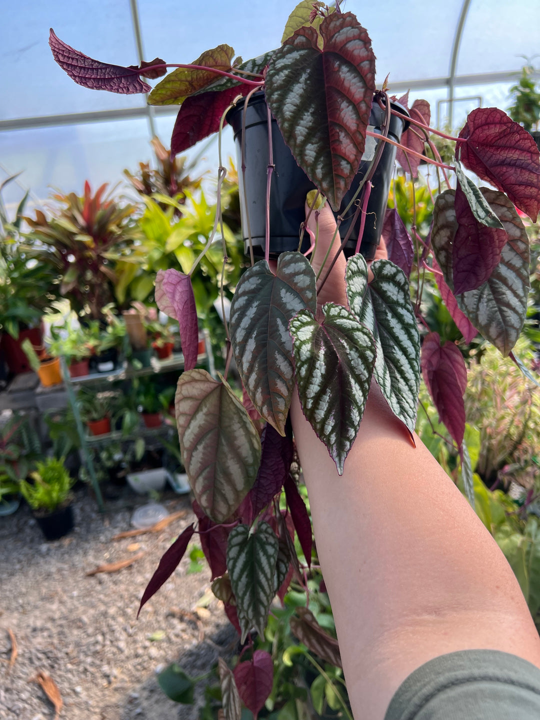 Cissus-Discolor