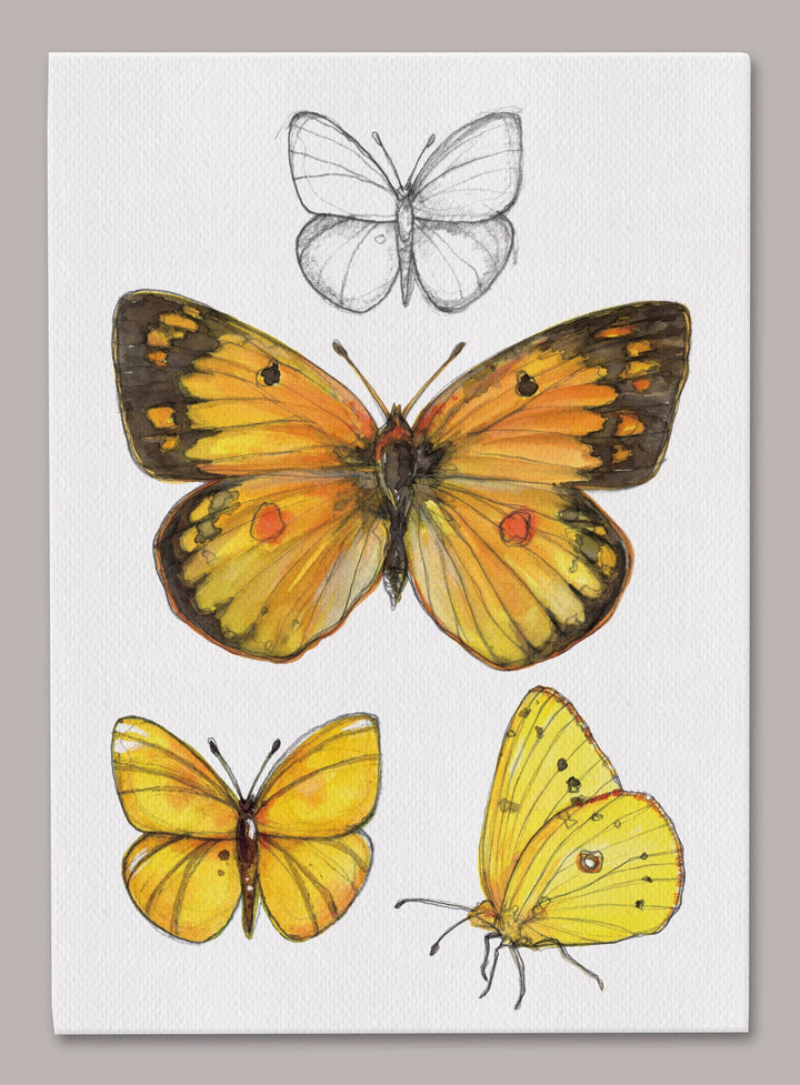 Orange Sulphur Butterfly 5x7 Canvas