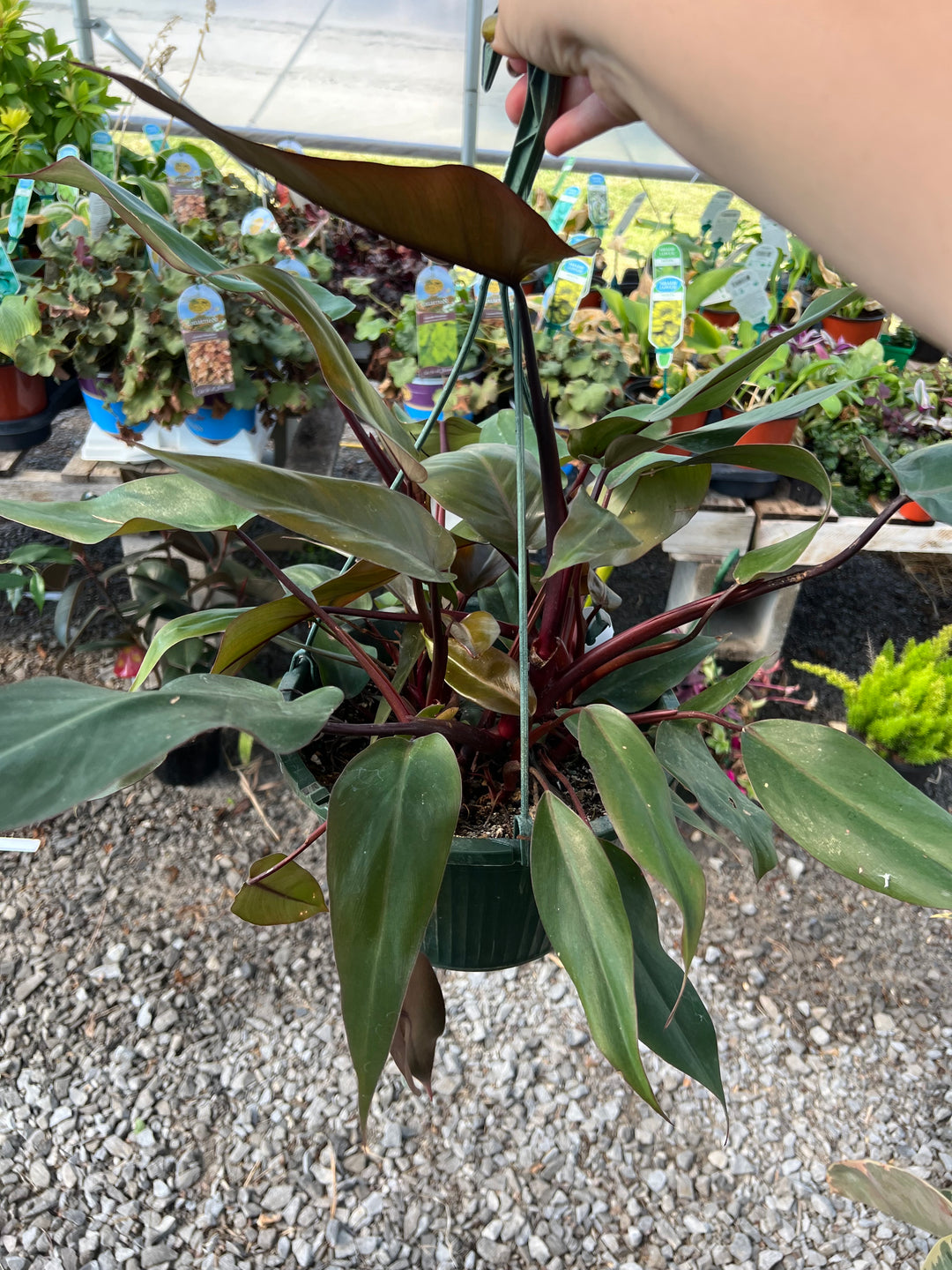 Philodendron Bloody Mary