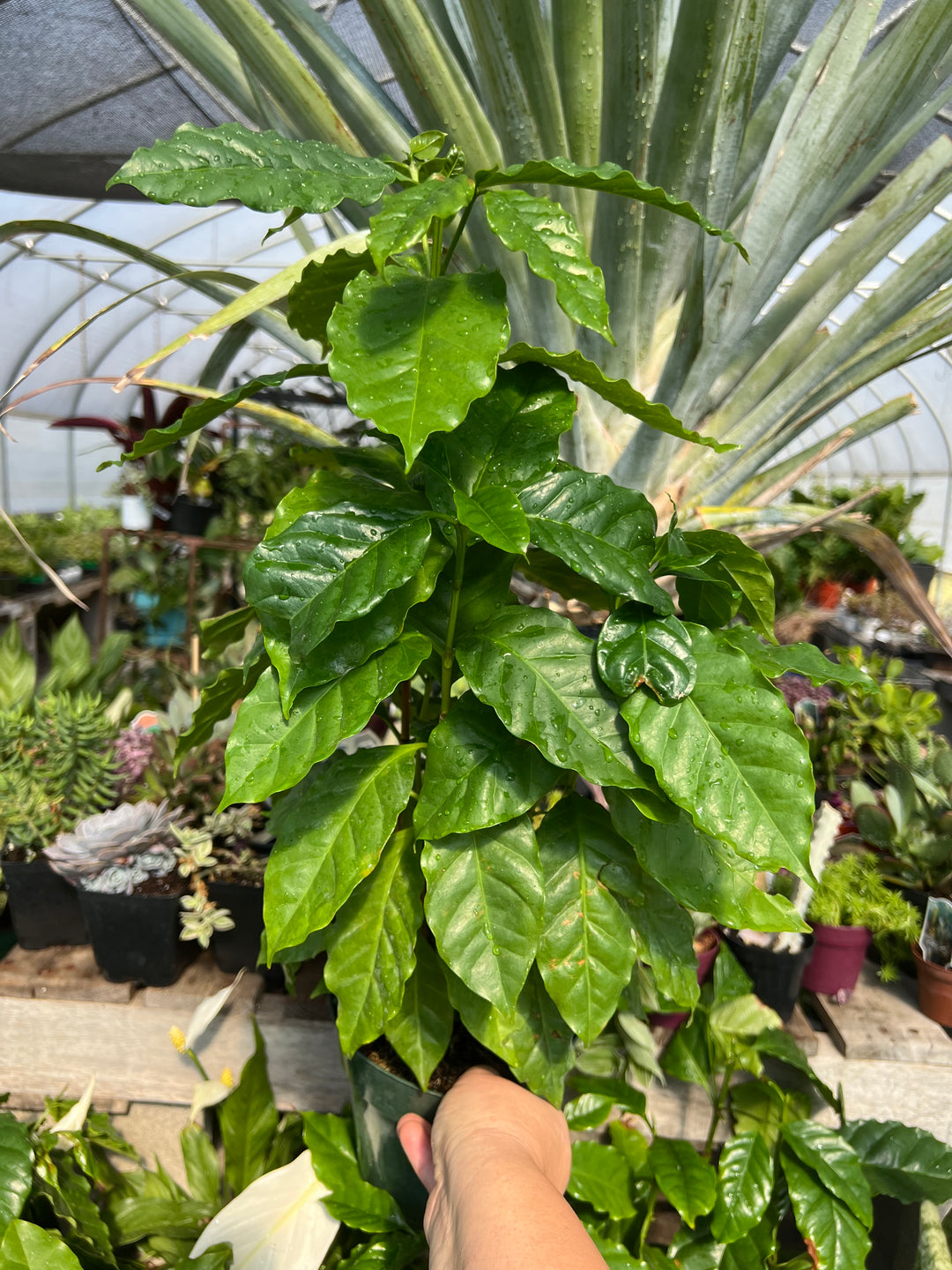 Coffee Plant-Arabica