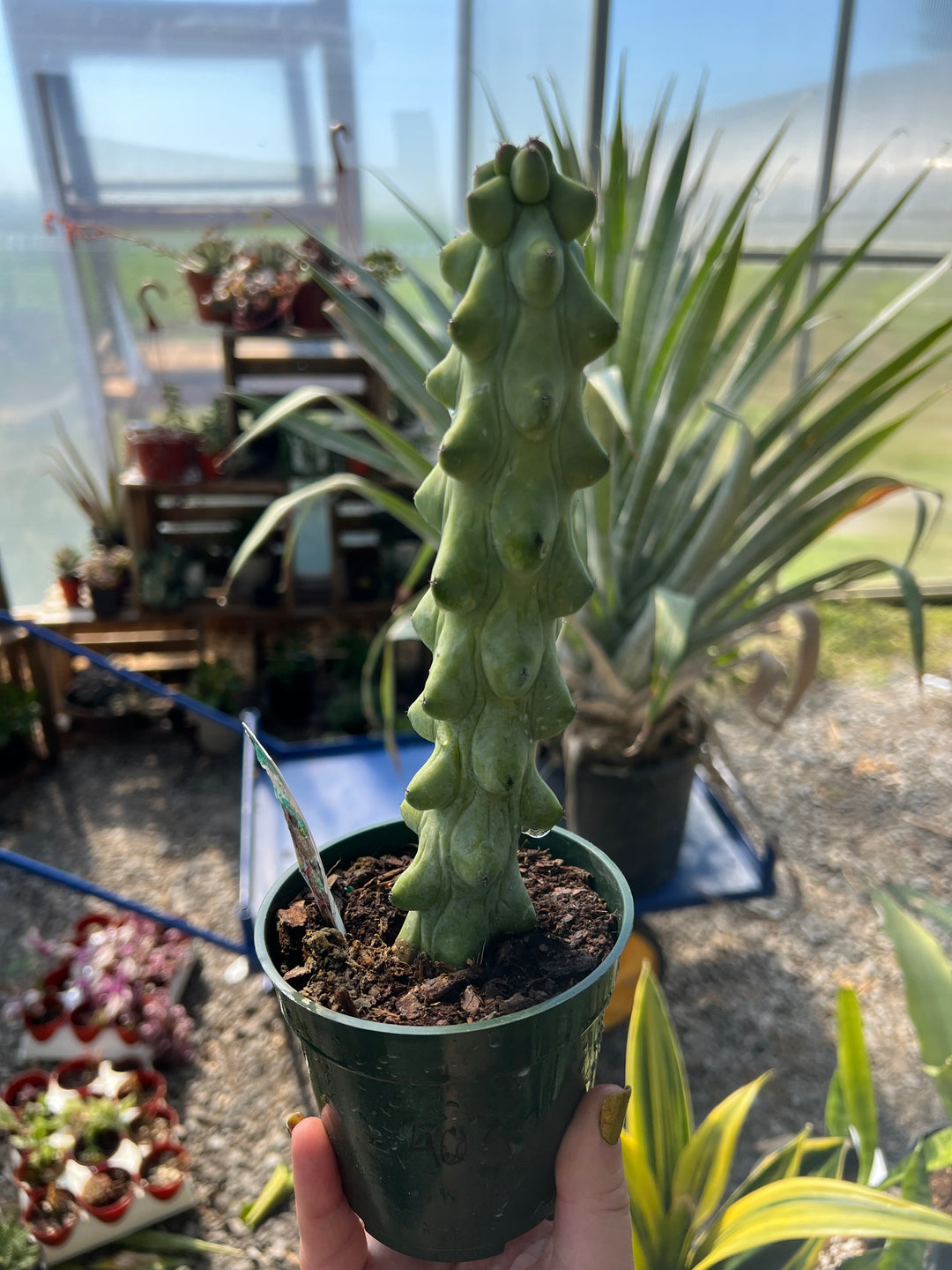 Cactus-Boobie