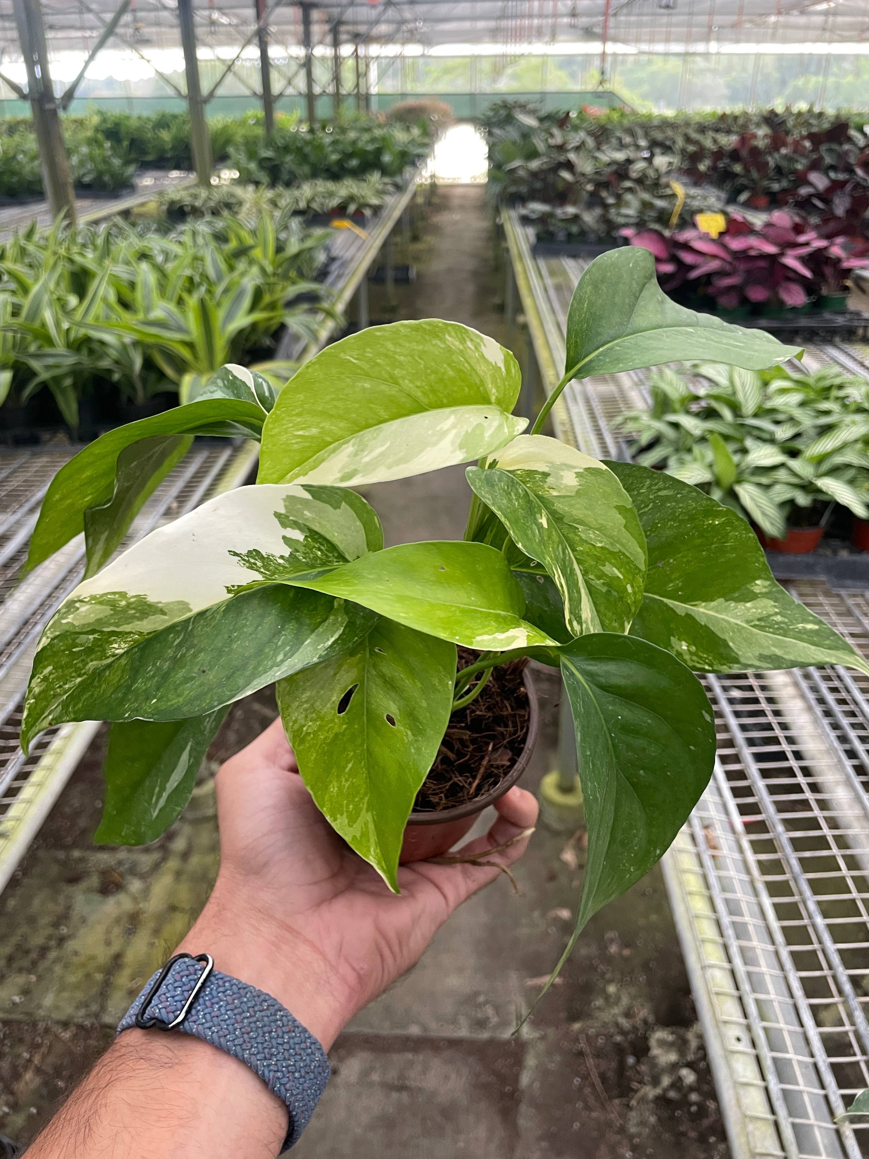 albo pothos plant Pothos 'Albo Variegata'