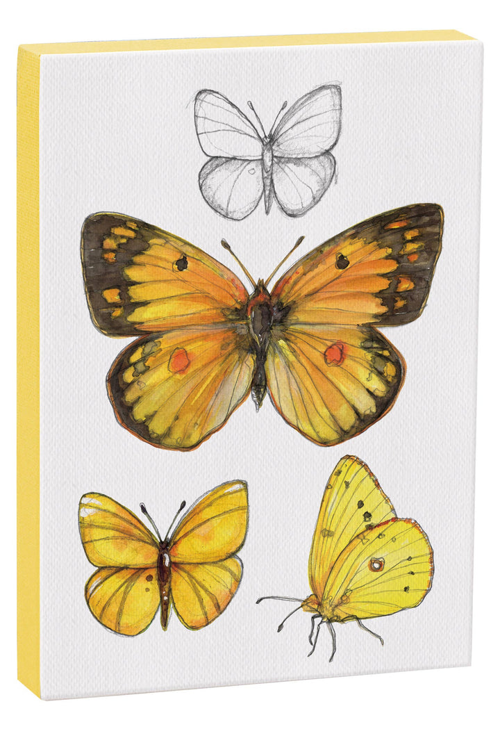 Orange Sulphur Butterfly 5x7 Canvas