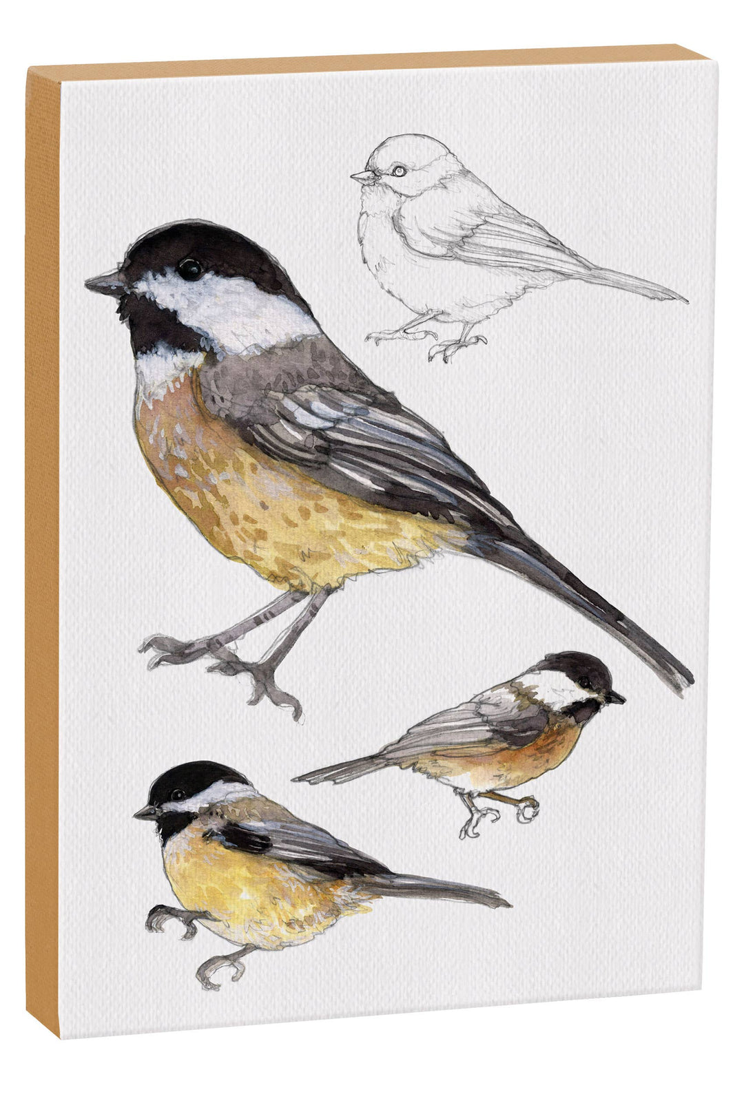 Carolina Chickadee 5x7 Canvas