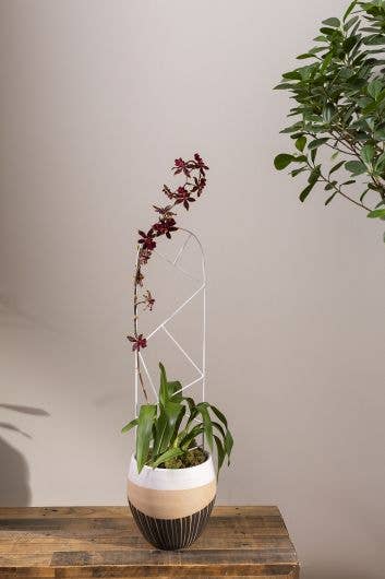 Deltoid Trellis