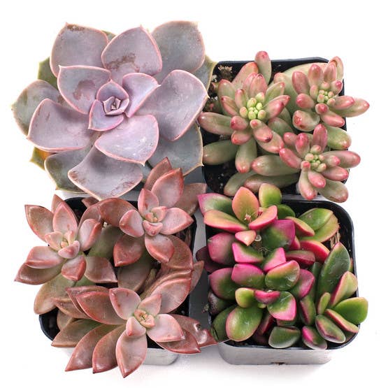 4” Succulent – Heirloom Acres