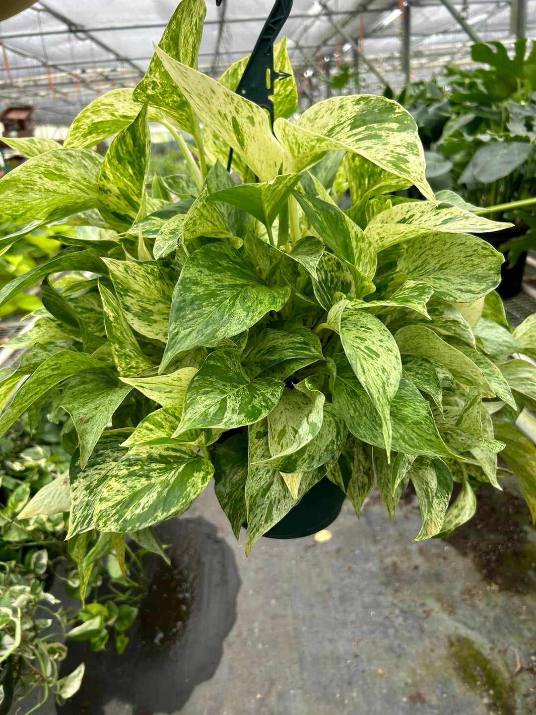Pothos 'Marble Queen'- 8" Pot