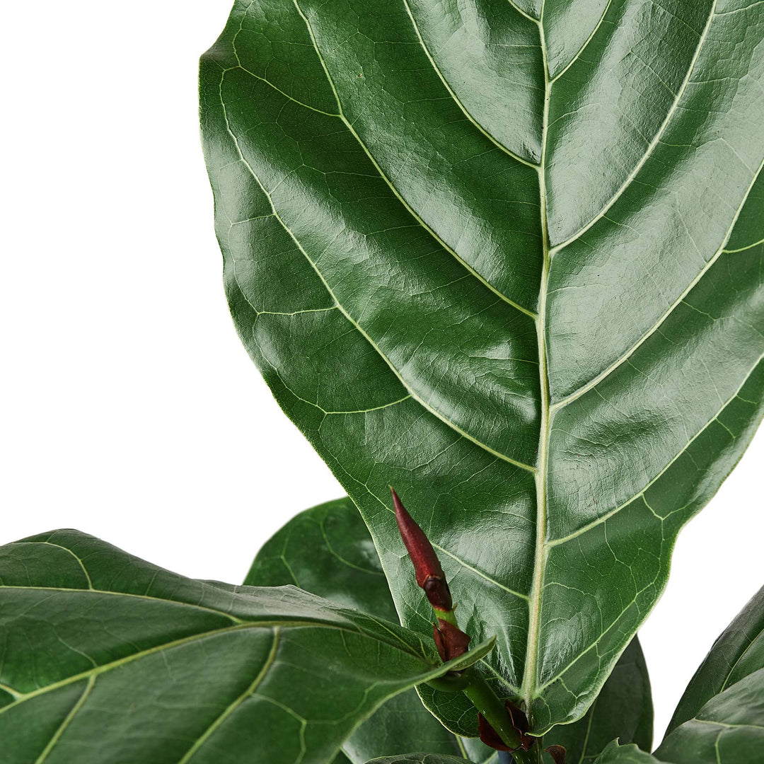 FICUS LYRATA 6-inch