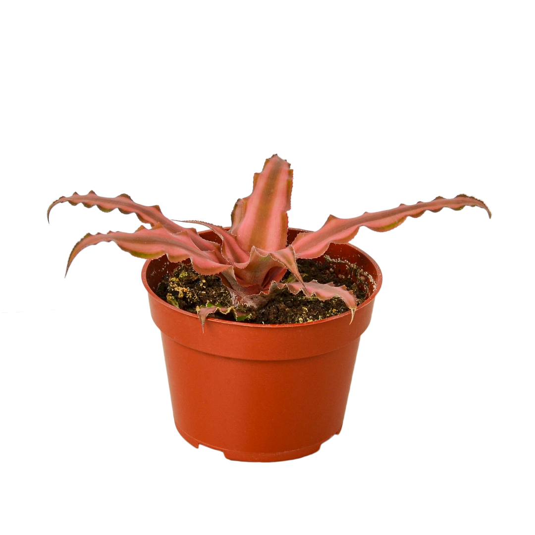 CRYPTANTHUS PINK STAR 4-inch