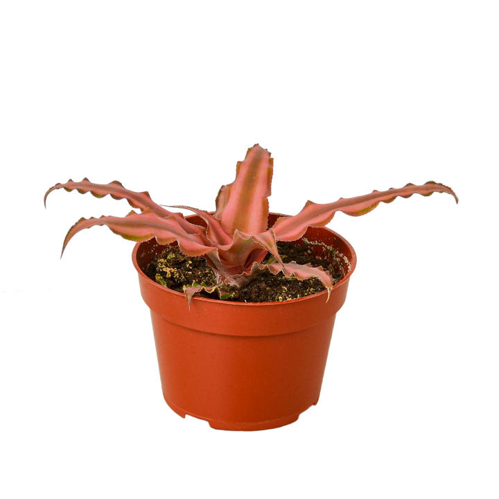 CRYPTANTHUS PINK STAR 4-inch