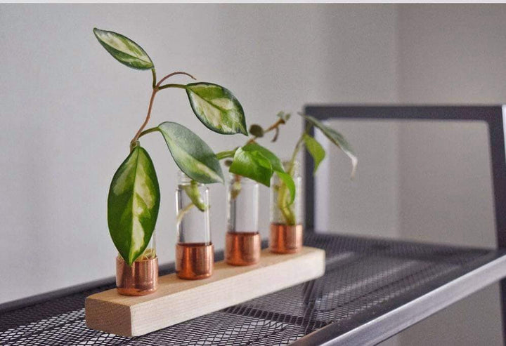 Copper Vase | Propagation Station | Pick your size