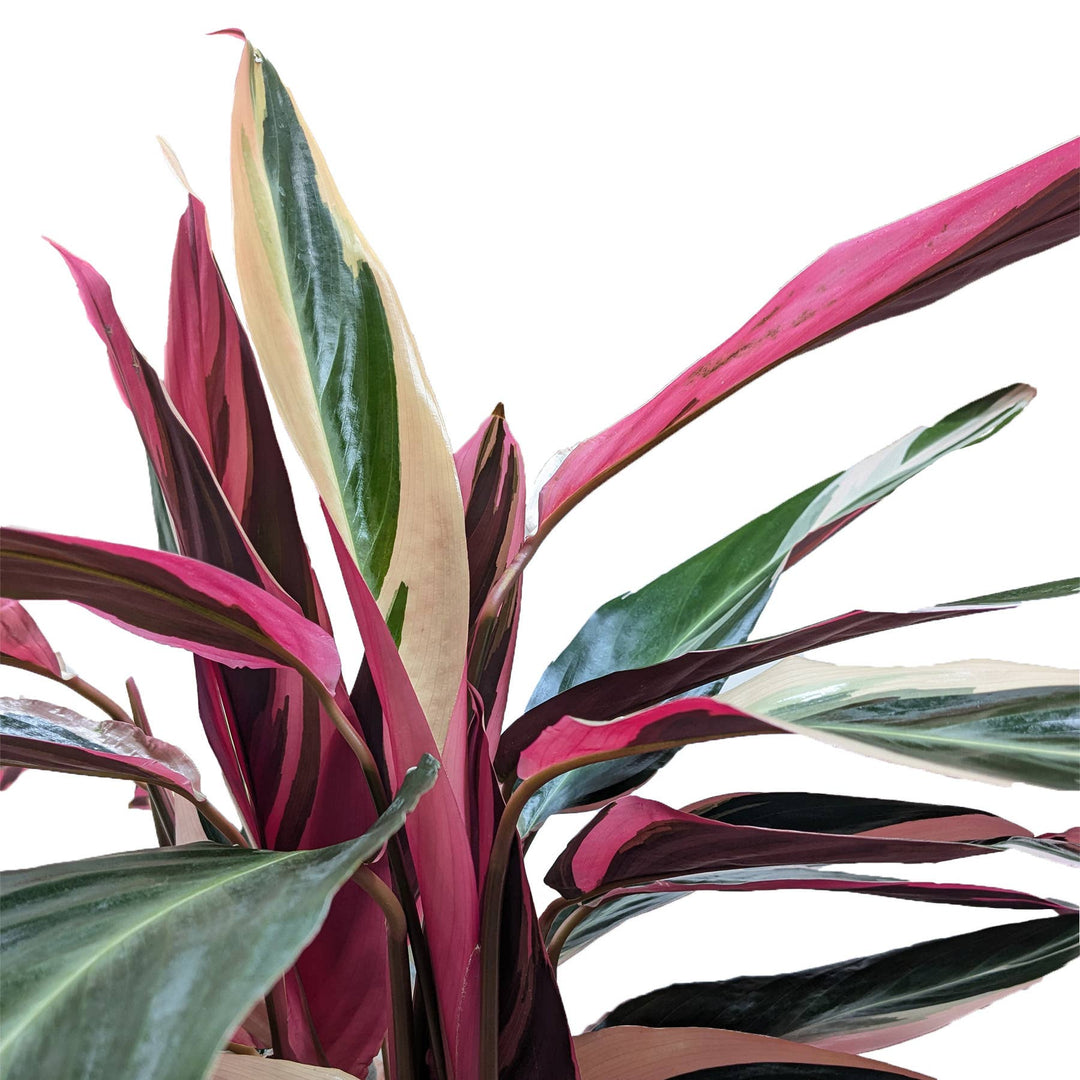 Stromanthe Triostar - 8" Pot
