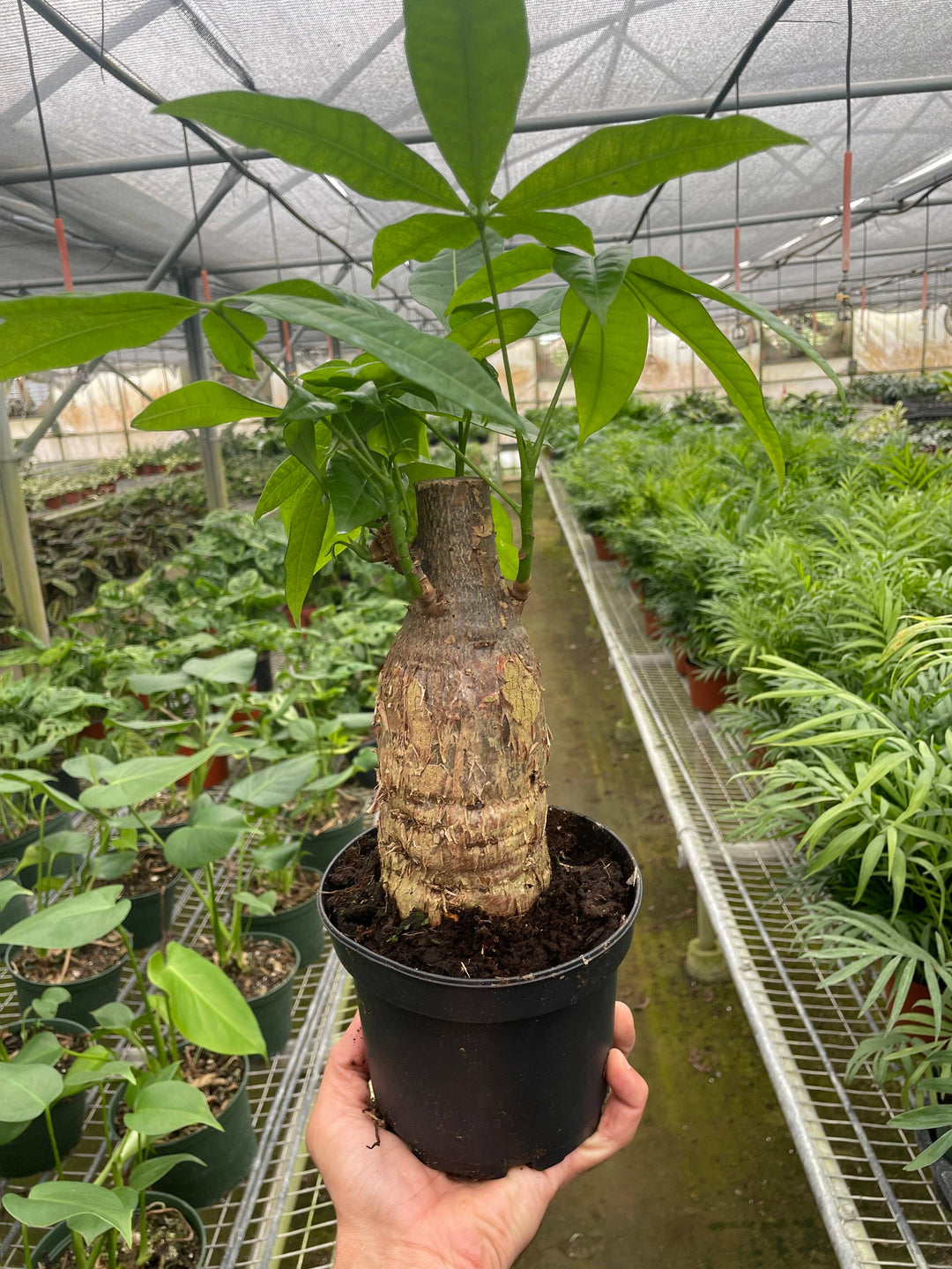 Pachira 6-Inch - Guiana Chestnut Money Tree Live Plant