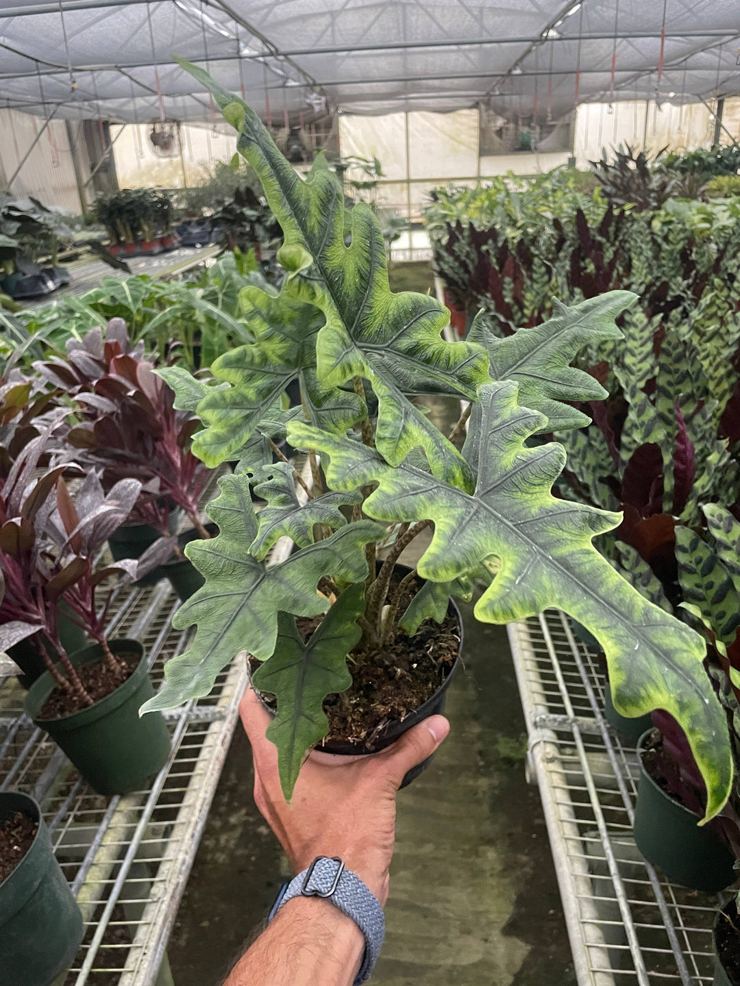 Alocasia 'Jacklyn' - 6" Pot