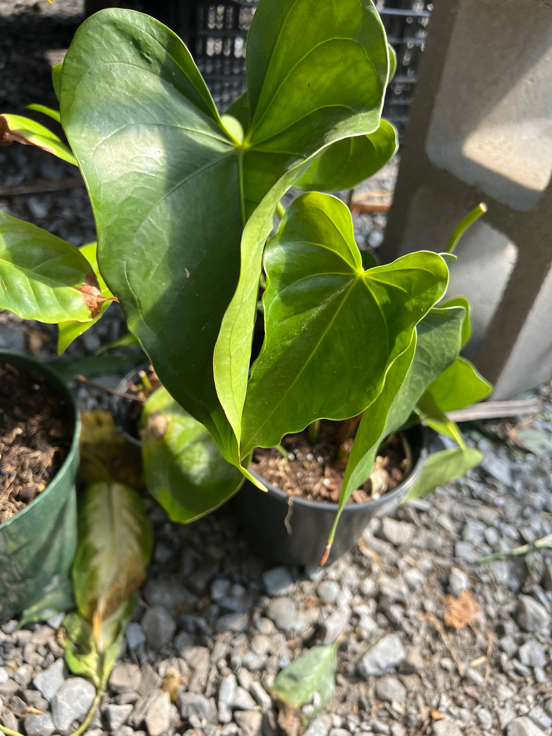 Assorted Anthurium