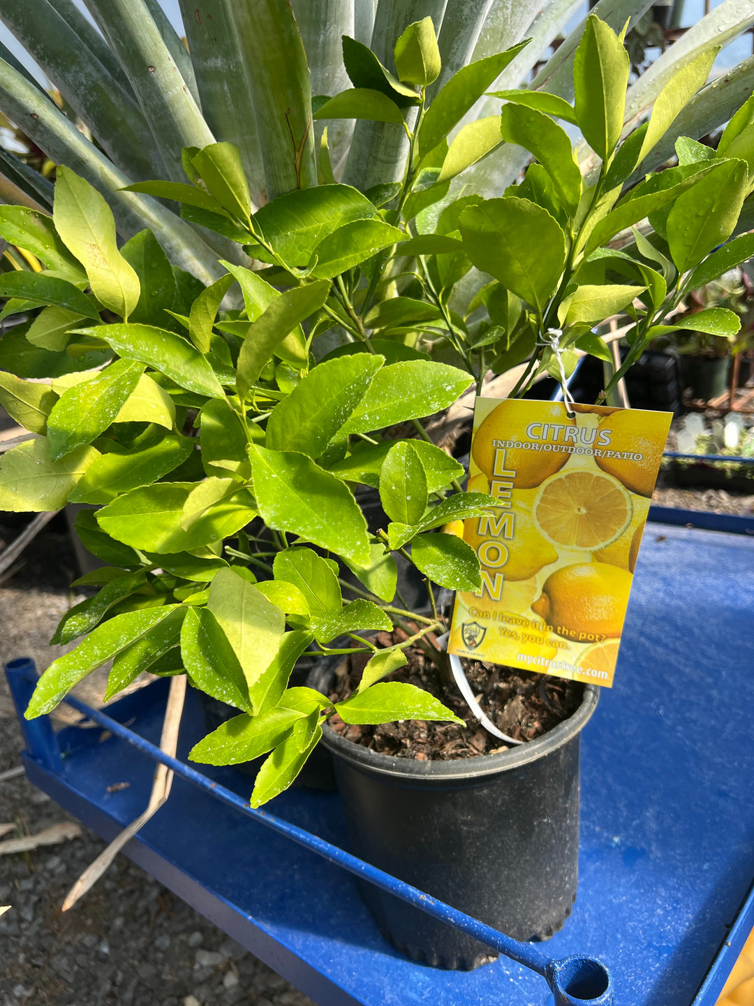 Citrus Lemon Bush