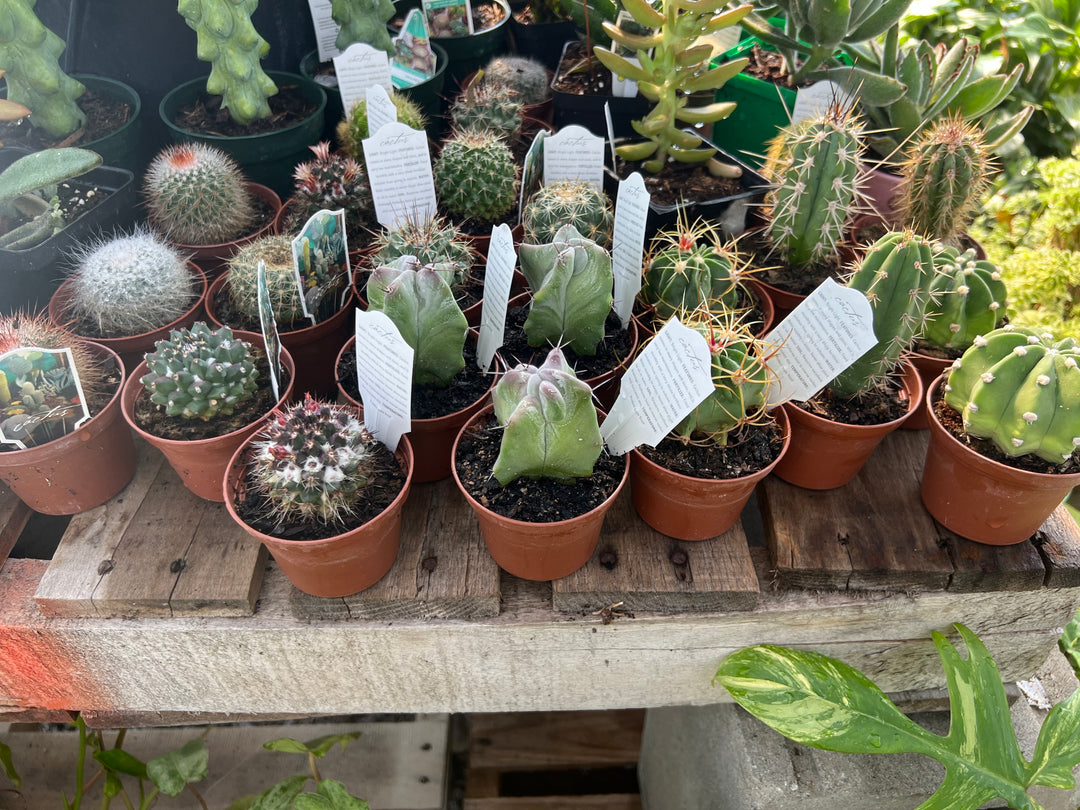 Assorted Cactus
