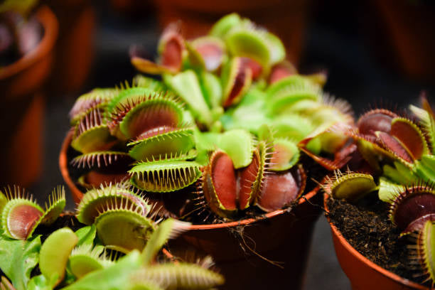 Carnivorous-Venus Fly Trap