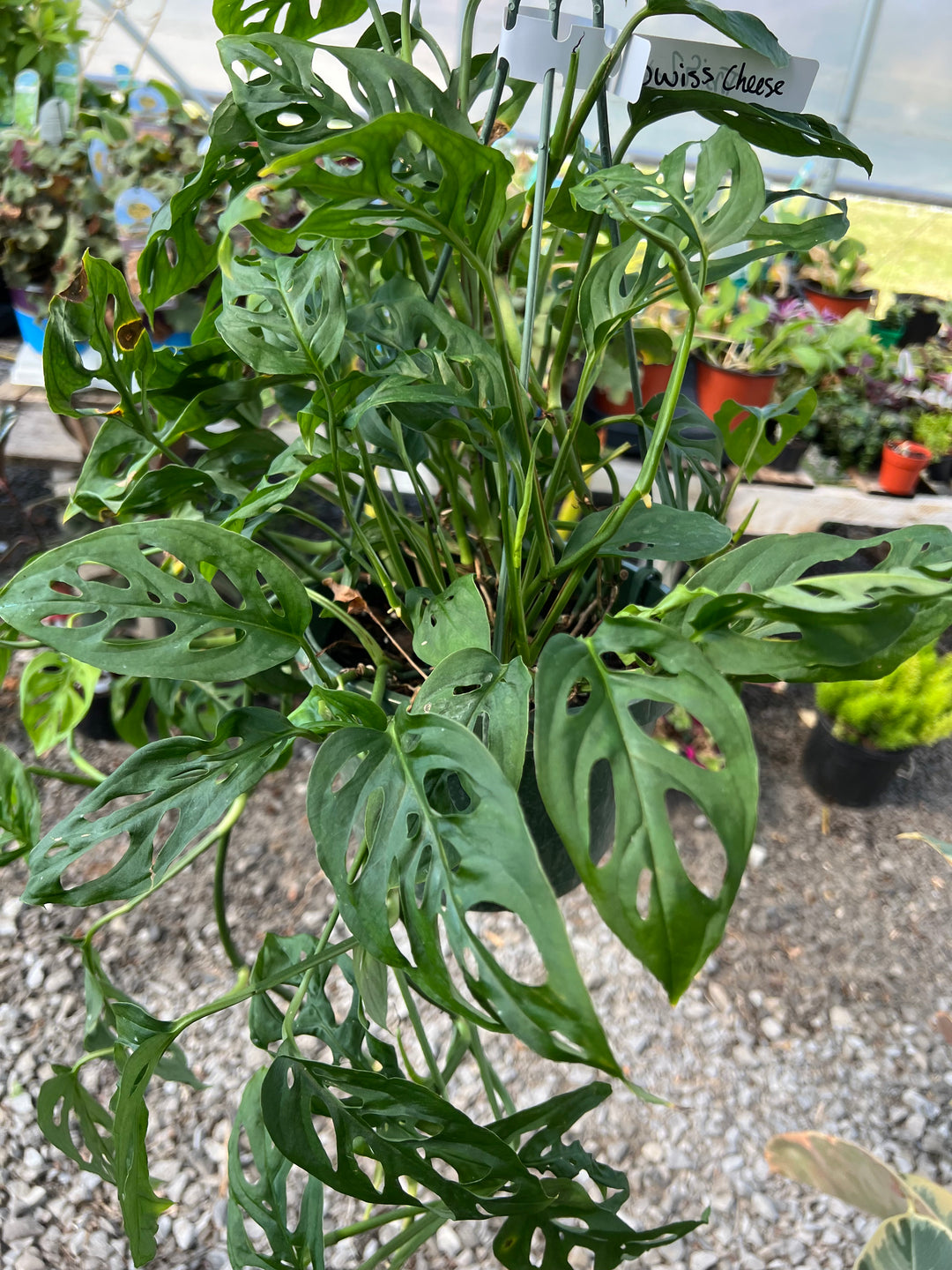 Swiss Cheese Hanging Basket