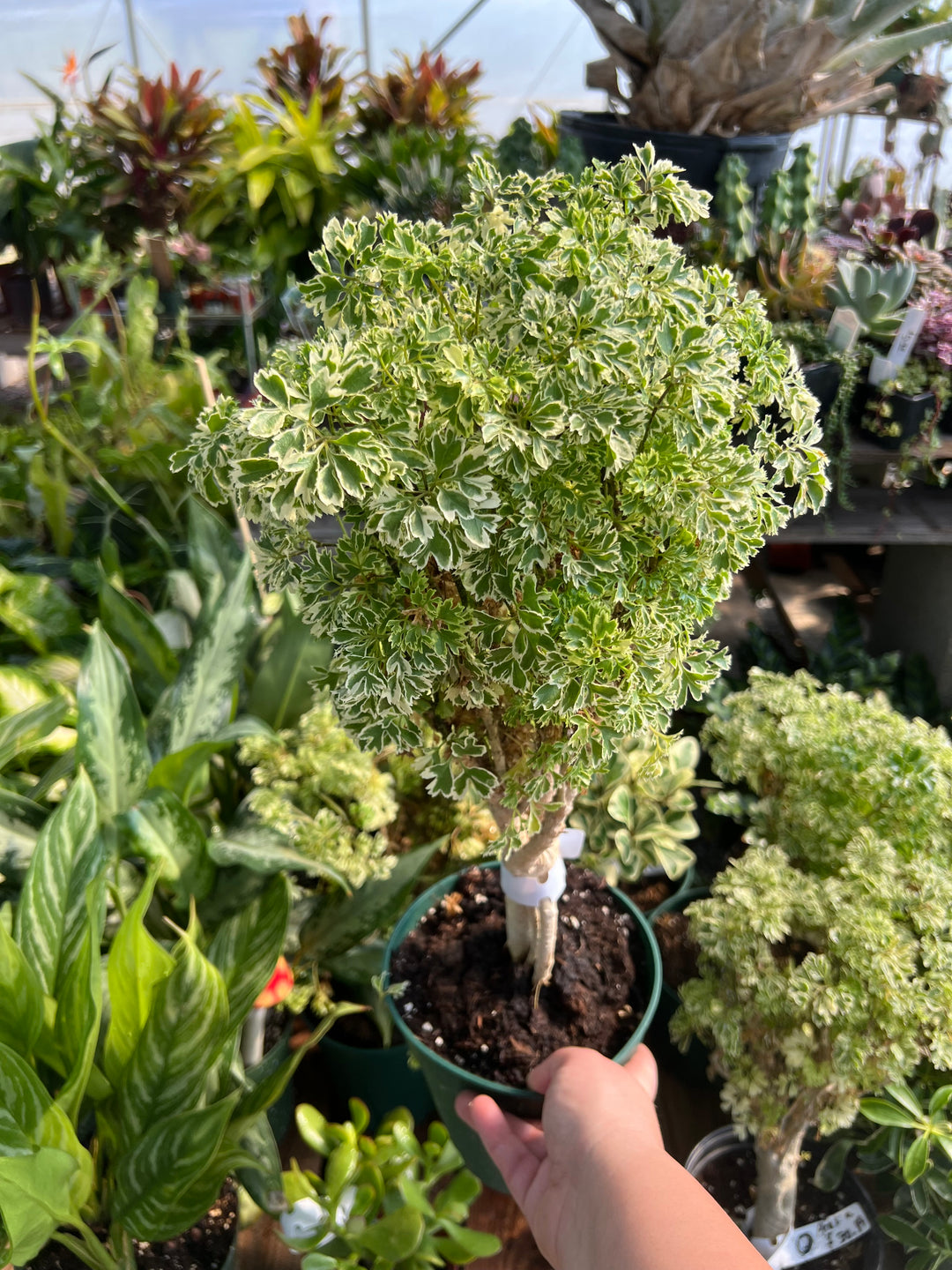 Aralia-Ming
