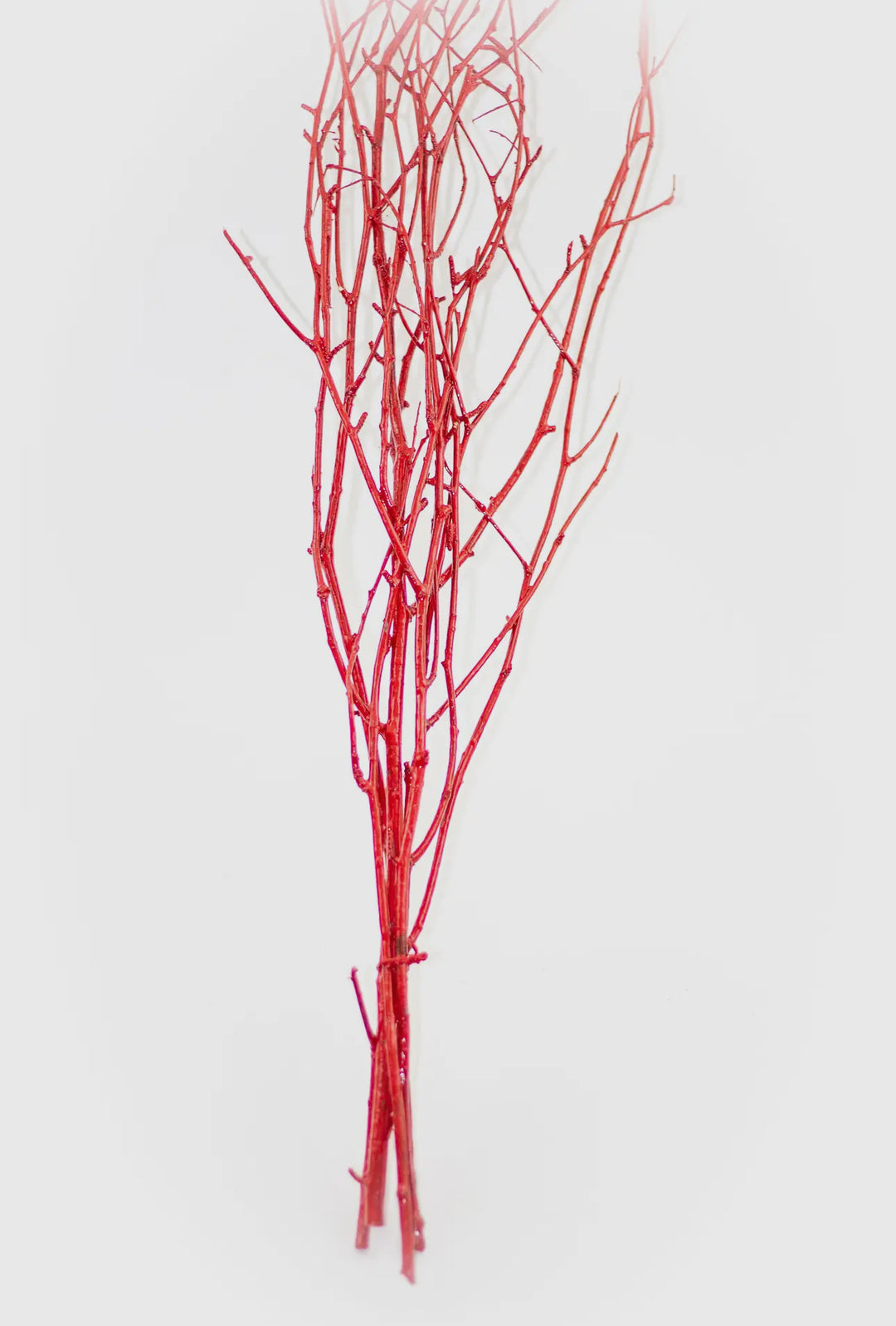 Red Birch Branch