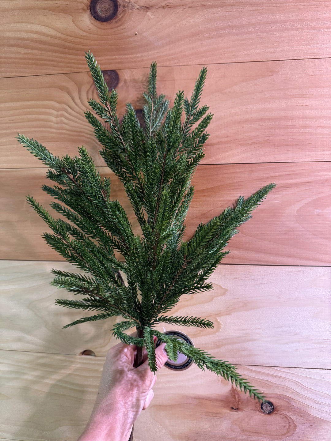 18” Soft Touch Norfolk Pine