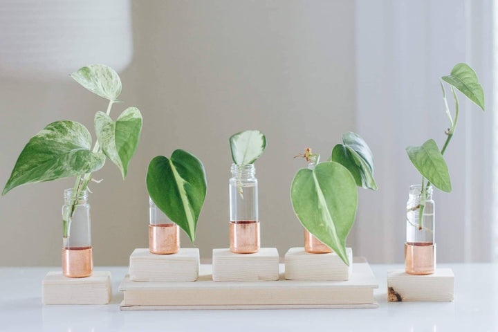 Copper Vase | Propagation Station | Pick your size