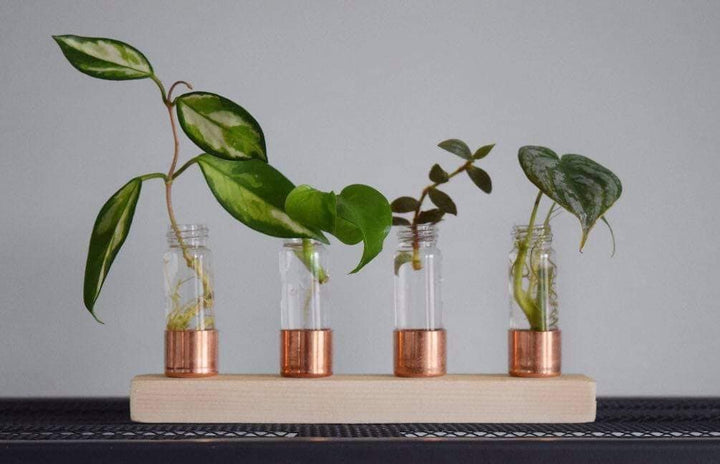 Copper Vase | Propagation Station | Pick your size