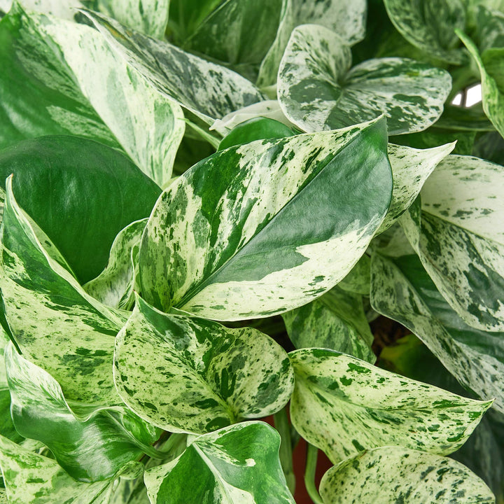 POTHOS MARBLE QUEEN 6-inch