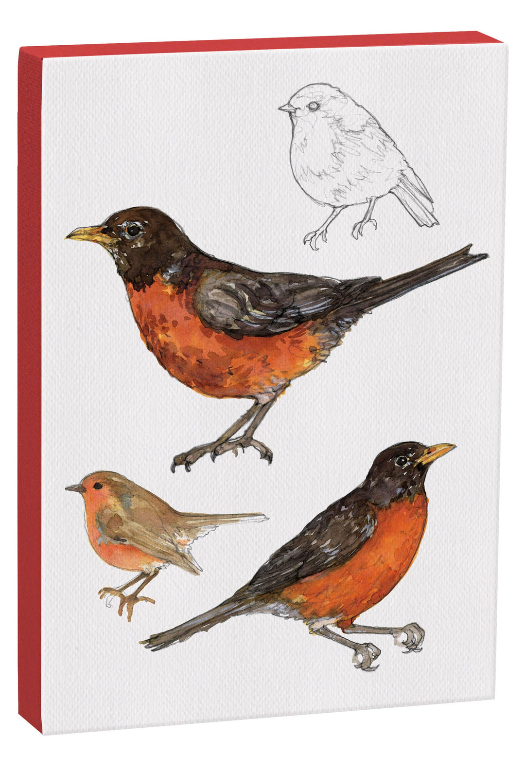 American Robin 5x7 Canvas