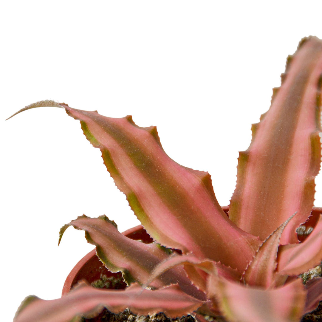 CRYPTANTHUS PINK STAR 4-inch