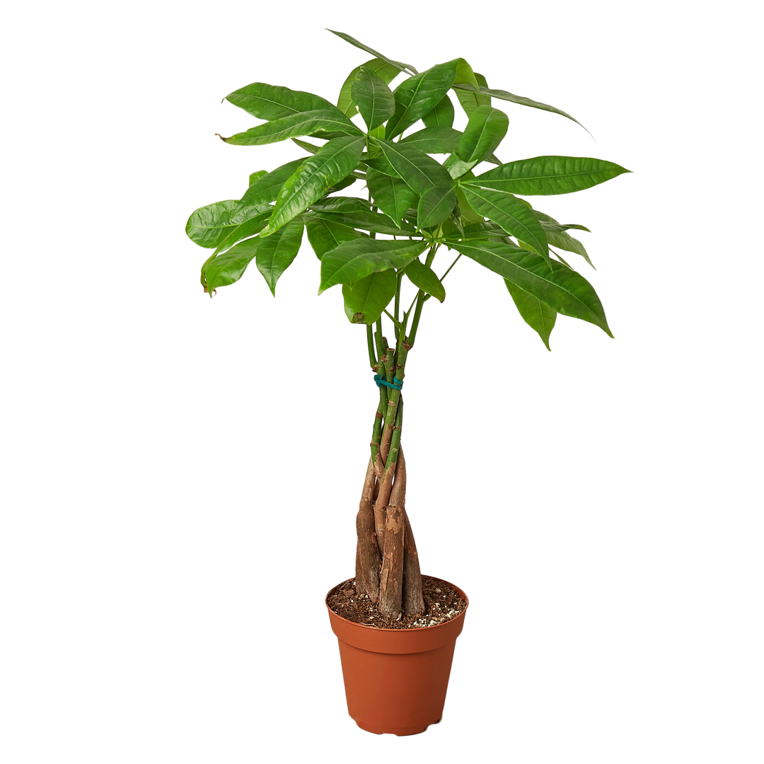 PACHIRA BRAID 6- inch