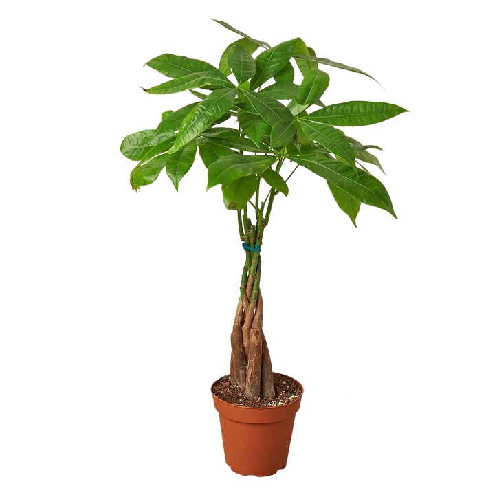 PACHIRA BRAID 6- inch