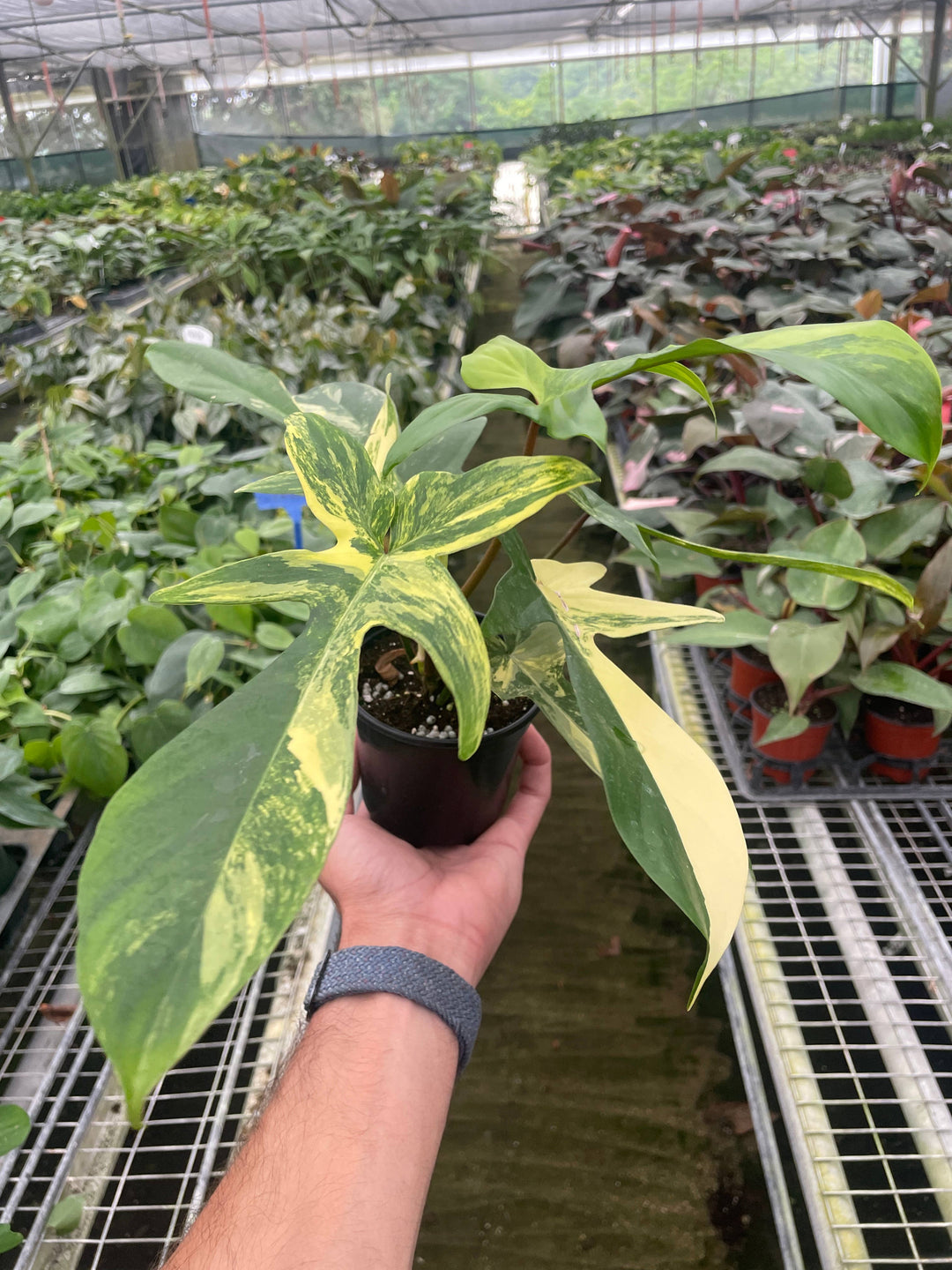 Philodendron Florida Beauty Variegated - 4" Pot