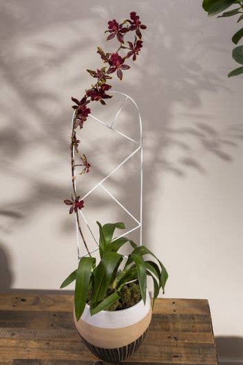 Deltoid Trellis