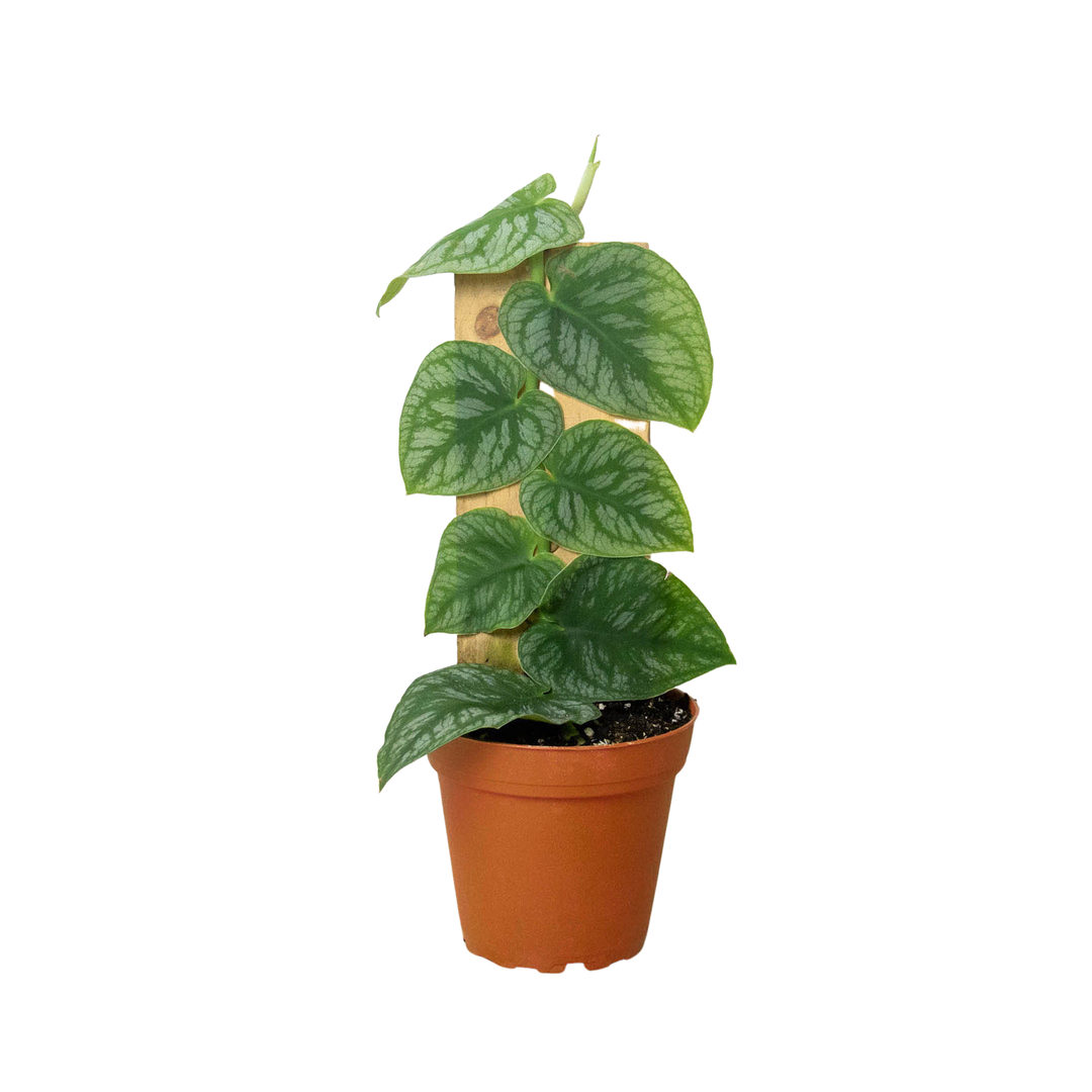 Monstera Dubia (Shingle Plant) - 4" Pot 4-in