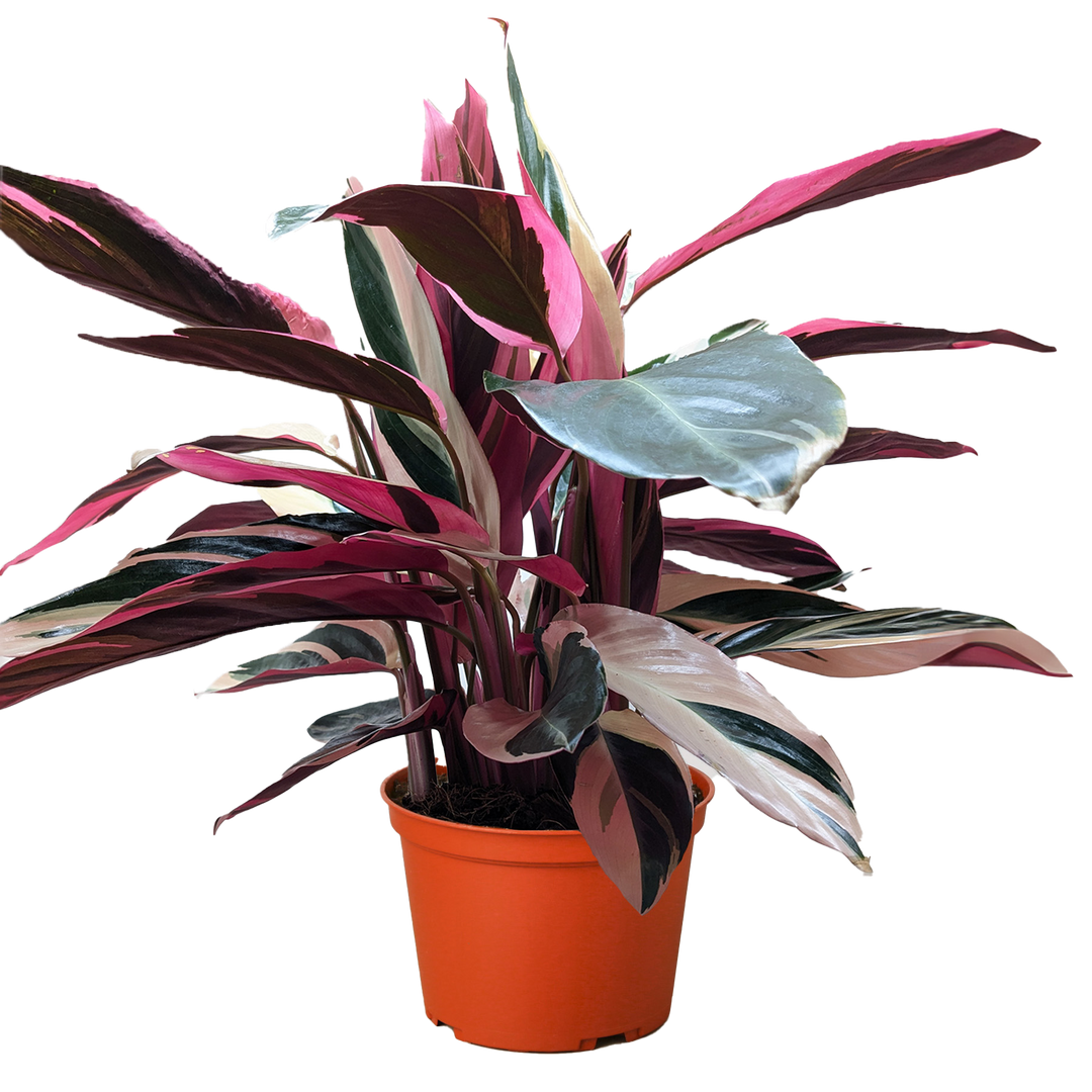 Stromanthe Triostar - 8" Pot