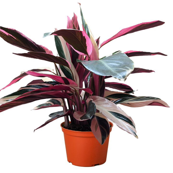 Stromanthe Triostar - 8" Pot