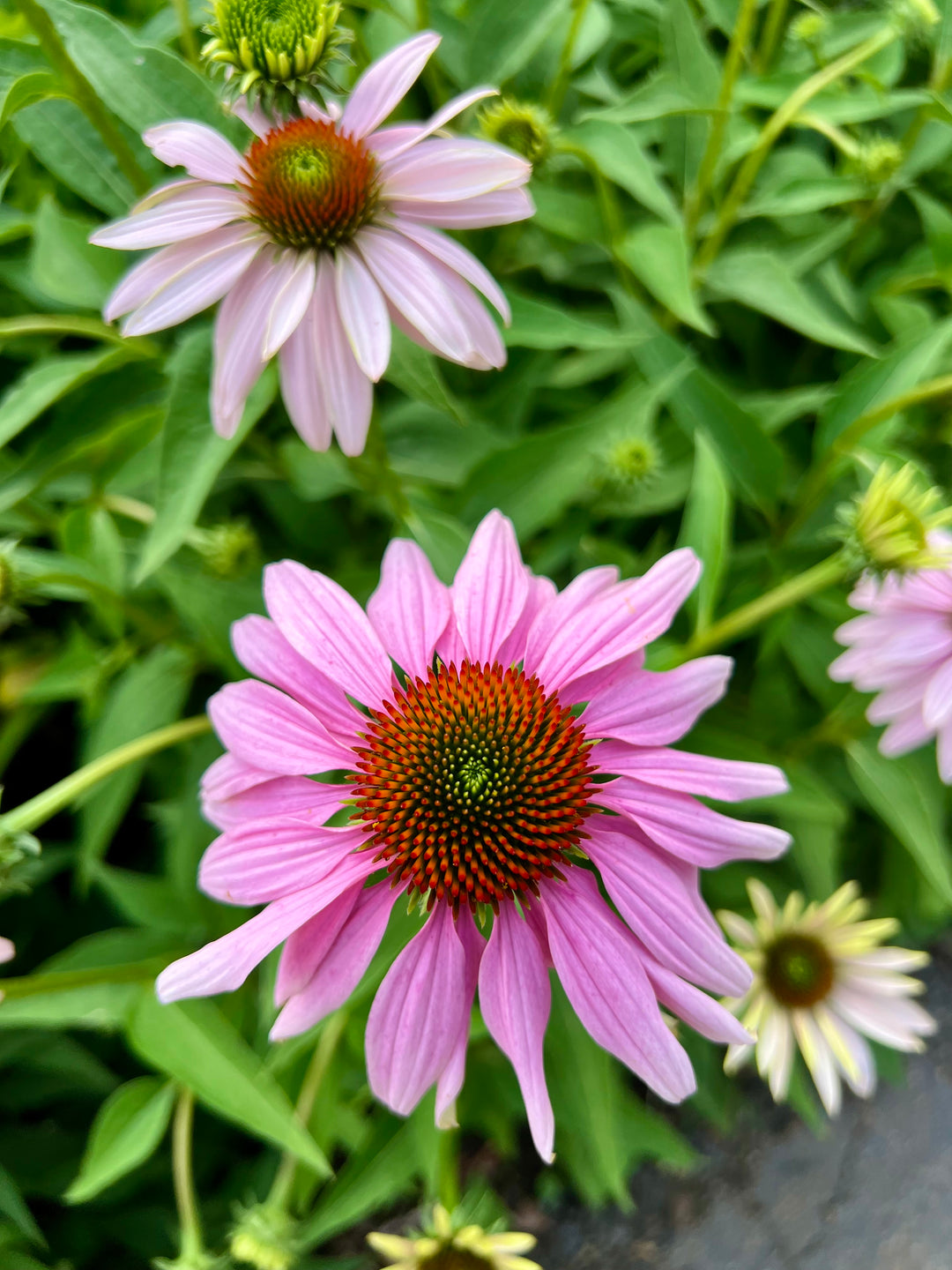 What type of gardener are you?